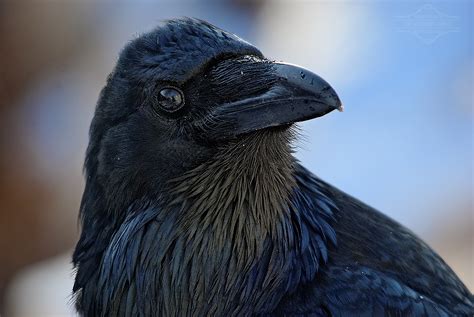 Raven/Gallery